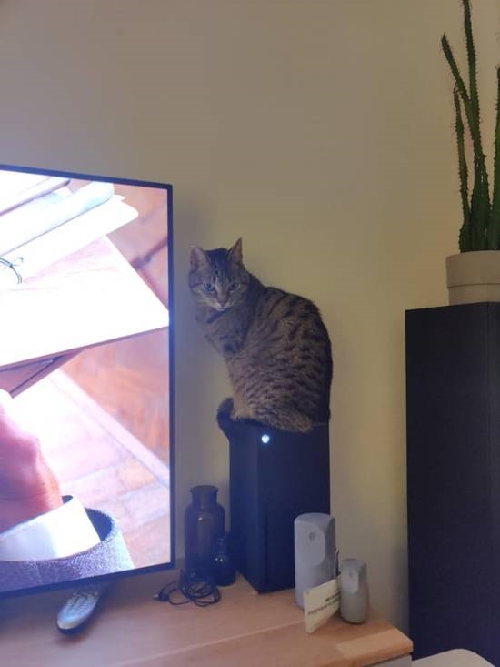 猫总坐主机散热孔咋办 传奇爱猫人装尖刺防蹭
